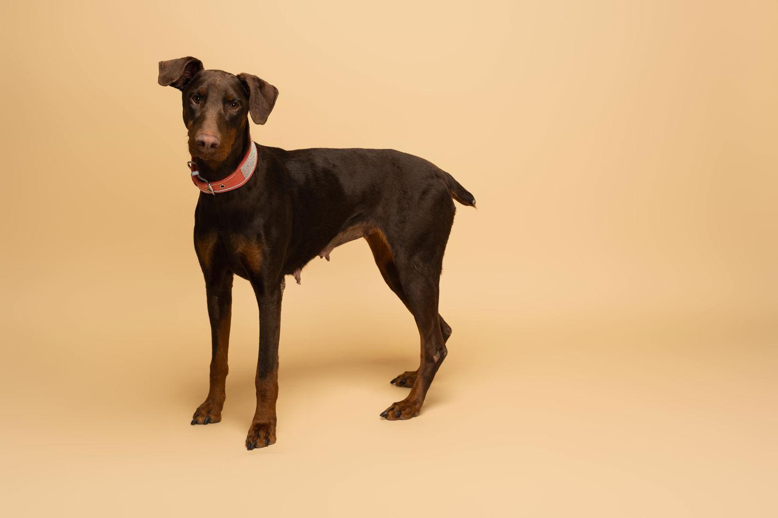 Faith Foster Needed!, Adoptable, Young Female Doberman Pinscher.