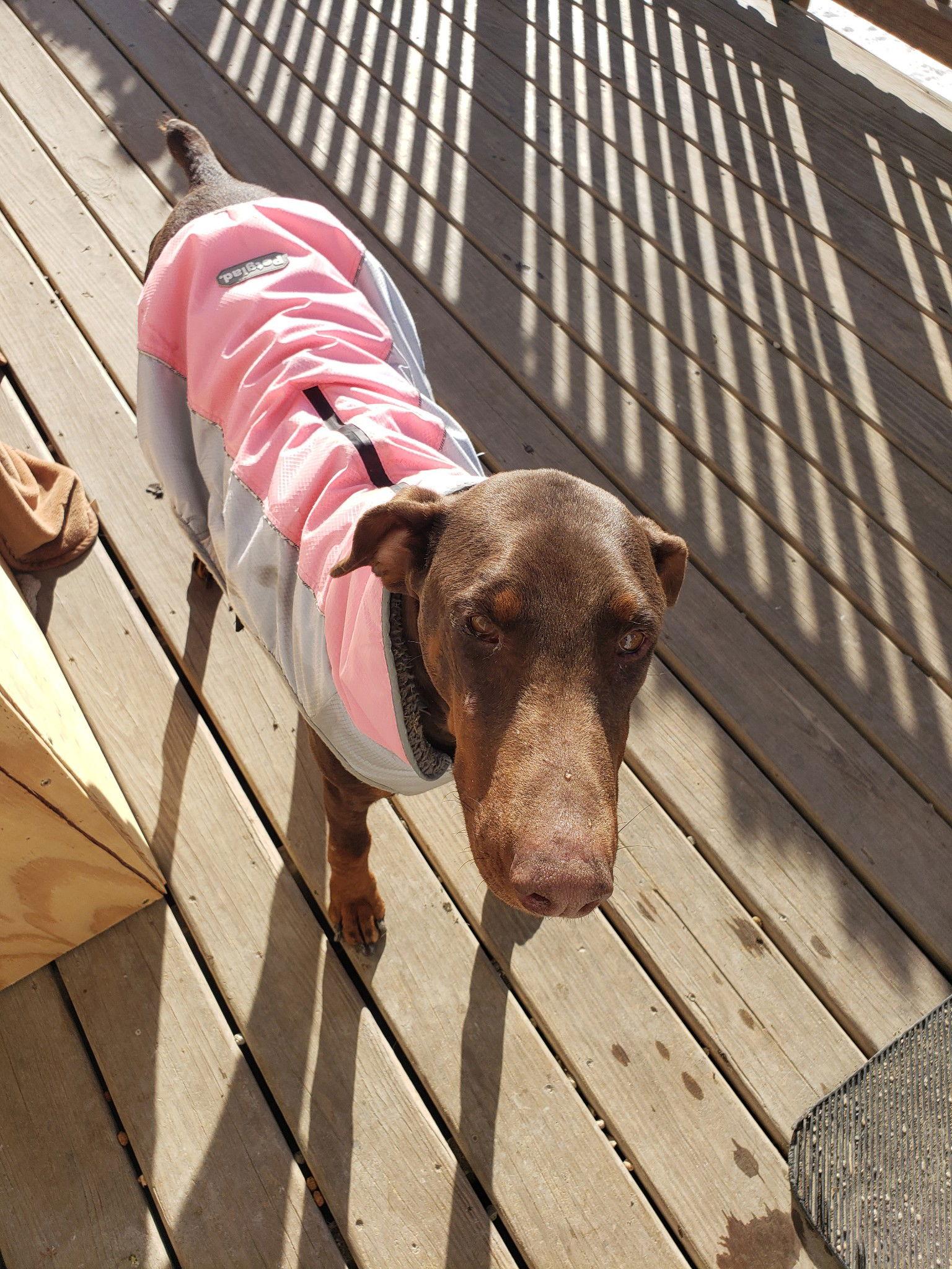 Enlarge Faith, a Adoptable Doberman Pinscher in Buffalo, MN image 3/3