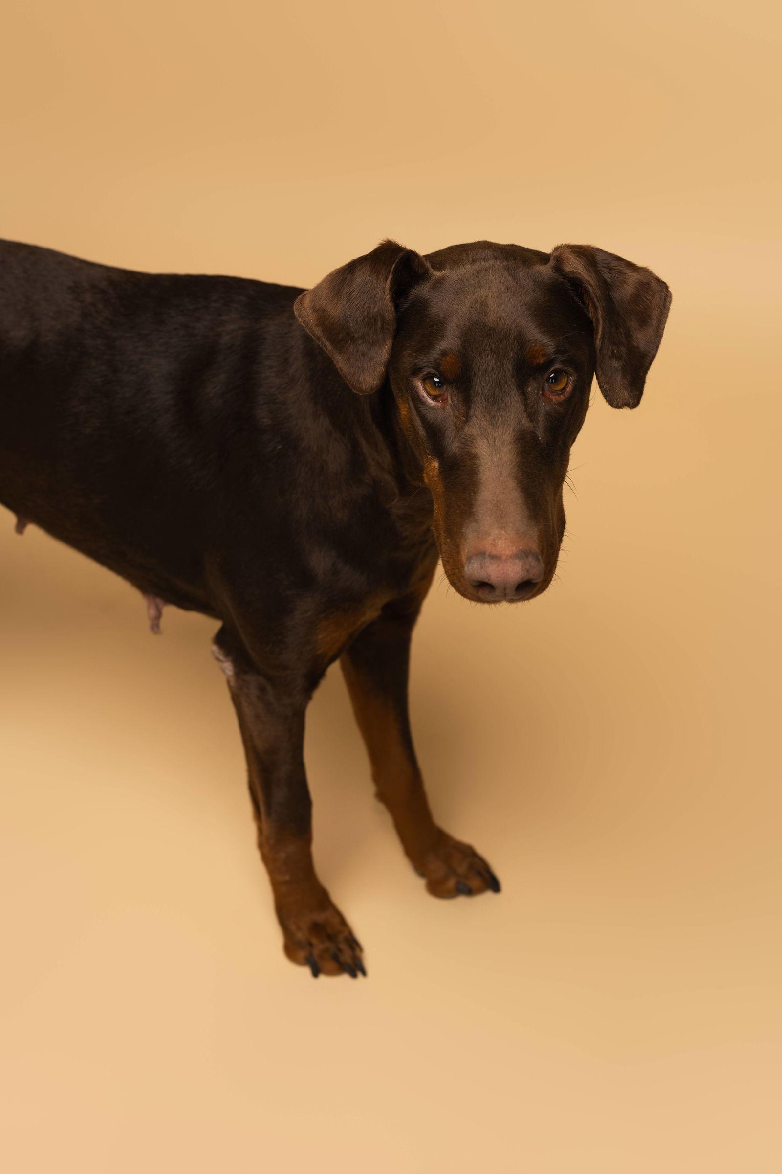 Enlarge Faith Foster Needed!, a Adoptable Doberman Pinscher in Buffalo, MN image 2/3