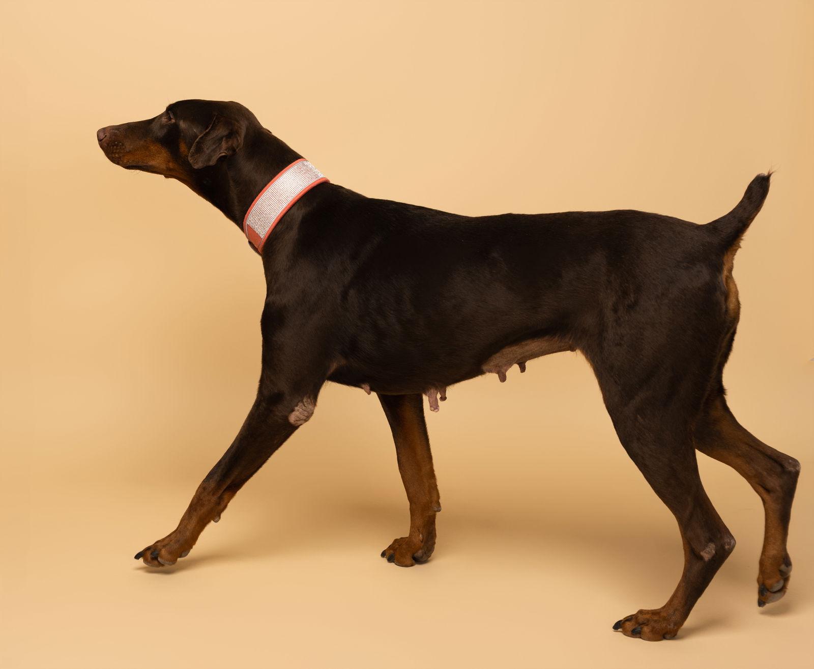 Enlarge Faith Foster Needed!, a Adoptable Doberman Pinscher in Buffalo, MN image 3/3