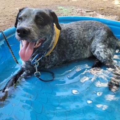 Magnum, a Adoptable mixed breed in Breckenridge, CO image 1/6