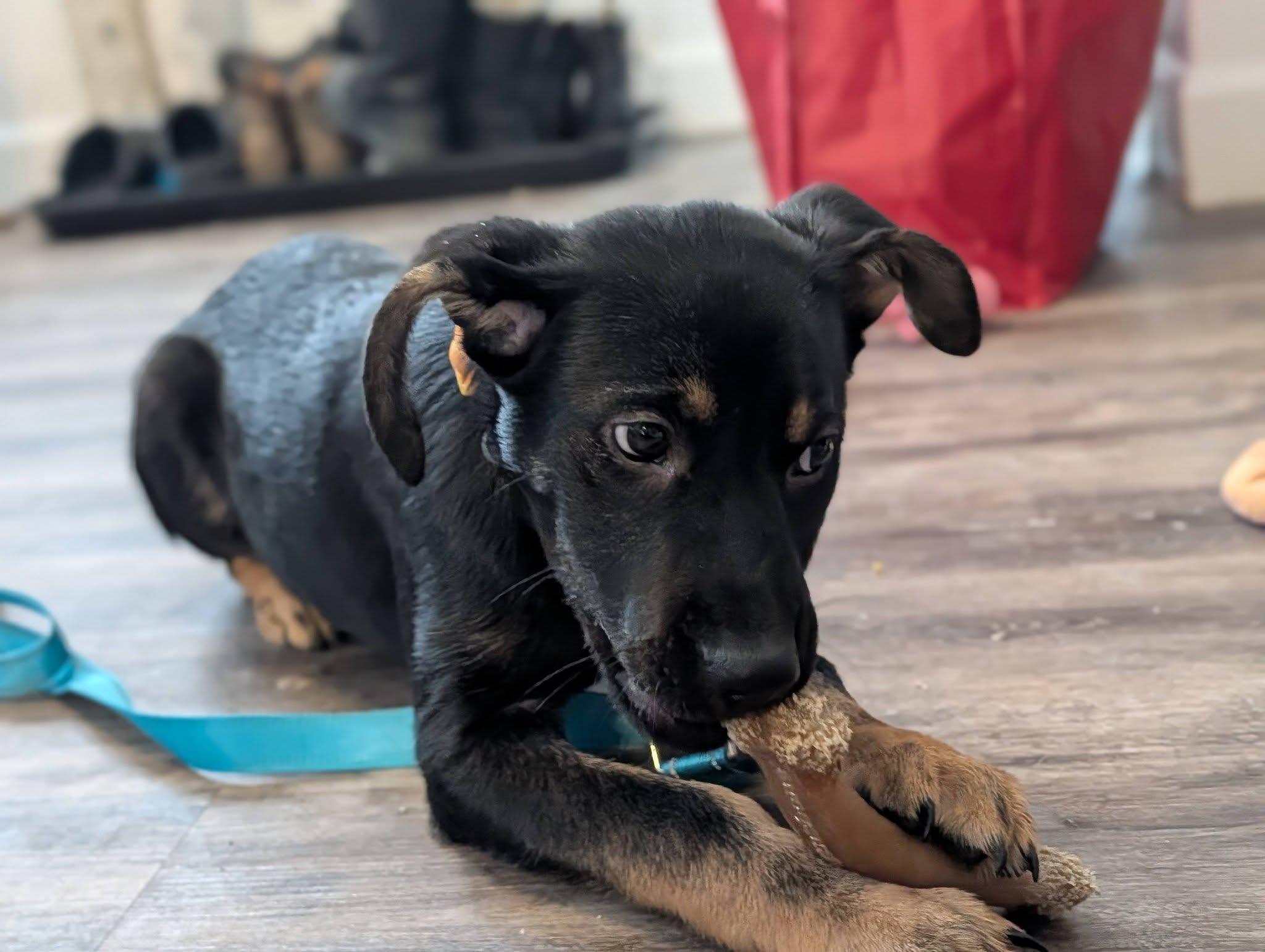 Enlarge Neville, a ADOPTABLE mixed breed in Woodstock, ON image 2/3