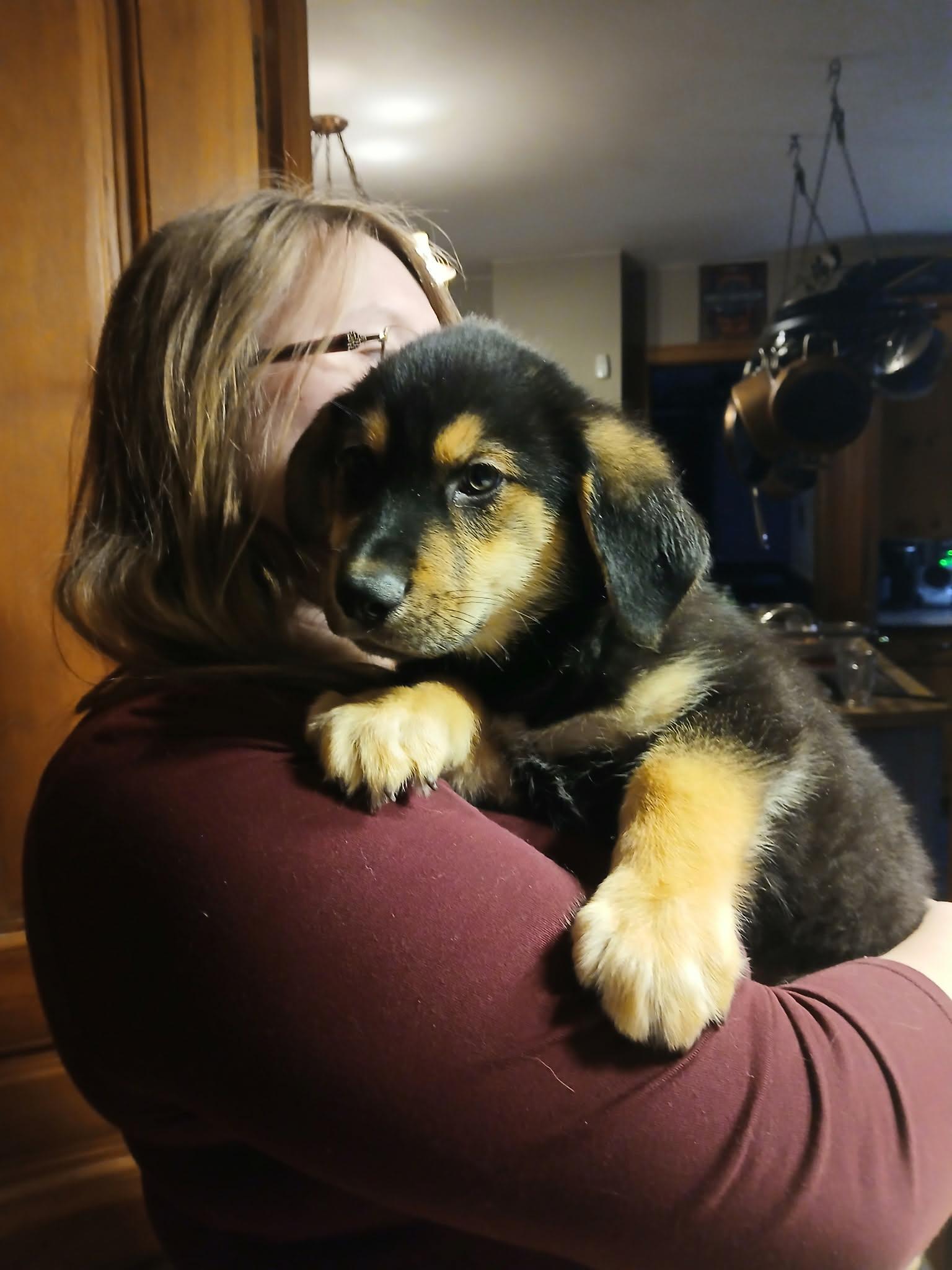 Enlarge Neville, a ADOPTABLE mixed breed in Woodstock, ON image 1/1