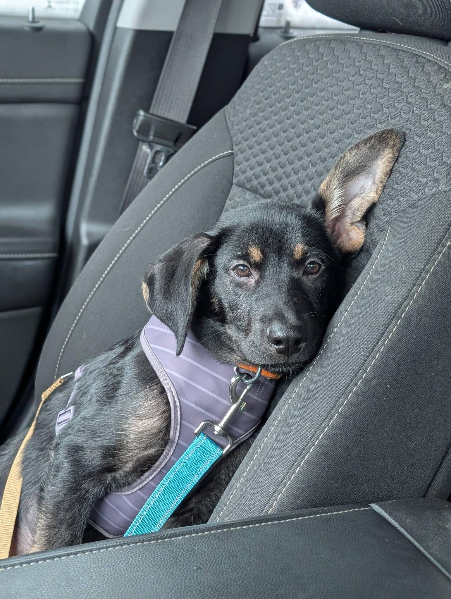 Enlarge Neville, a ADOPTABLE mixed breed in Woodstock, ON image 3/3