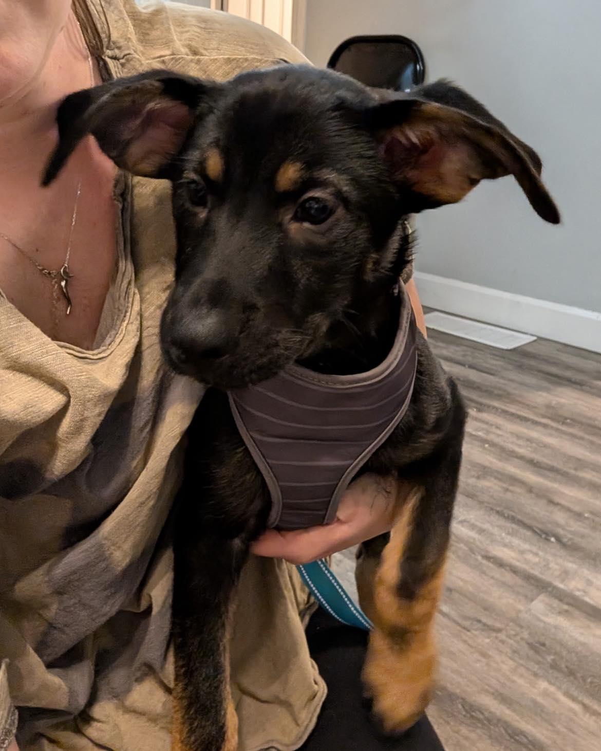 Enlarge Neville, a ADOPTABLE mixed breed in Woodstock, ON image 1/3