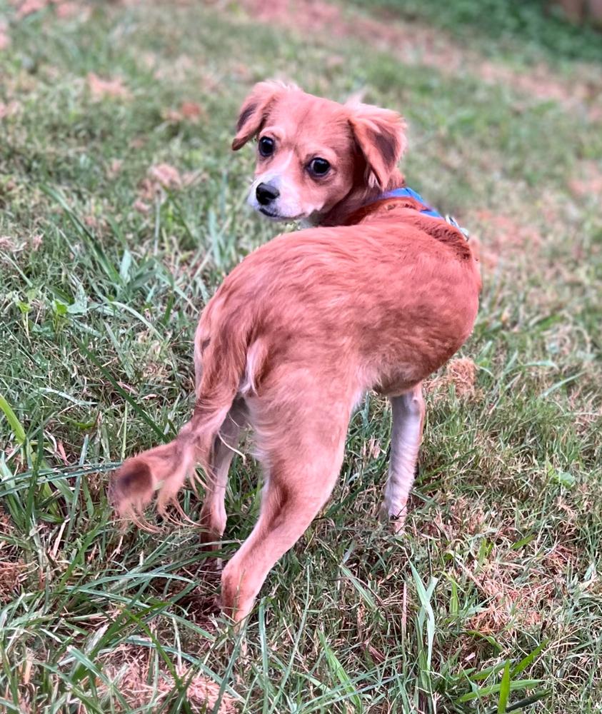 Bryer, Adoptable, Young Male Mixed Breed.