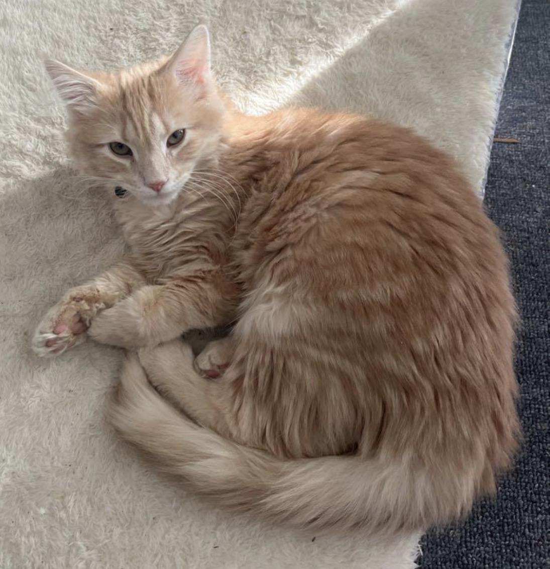 Logan, adopted, Kitten Male Domestic Long Hair.