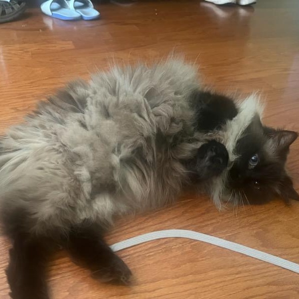 Molly, an adoptable Himalayan in Nashville, TN, 37217 | Photo Image 2