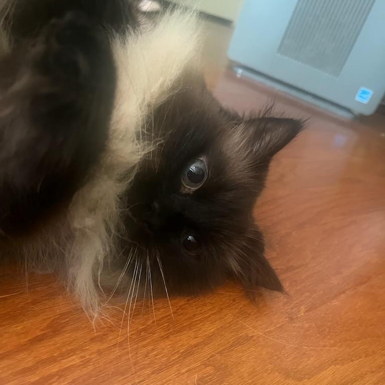 Molly, an adoptable Himalayan in Nashville, TN, 37217 | Photo Image 3