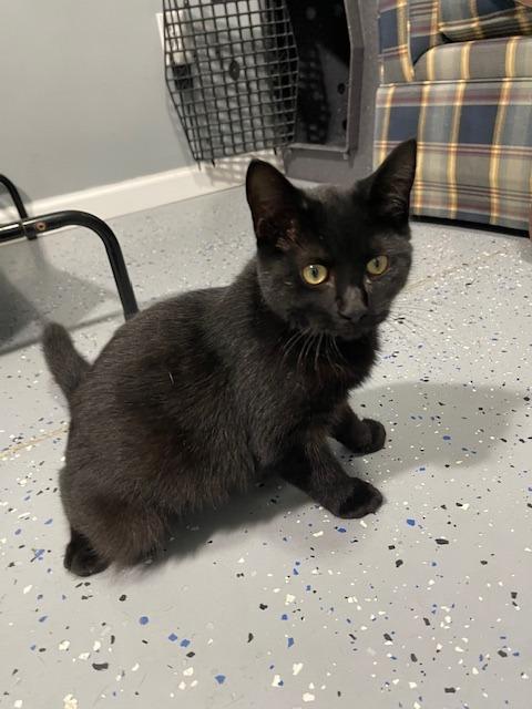 KITTY, Adoptable, Young Female Domestic Short Hair.