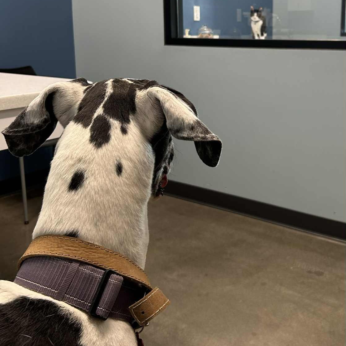 Enlarge Catalina, an adopted Great Dane in Mesa, AZ image 4/5