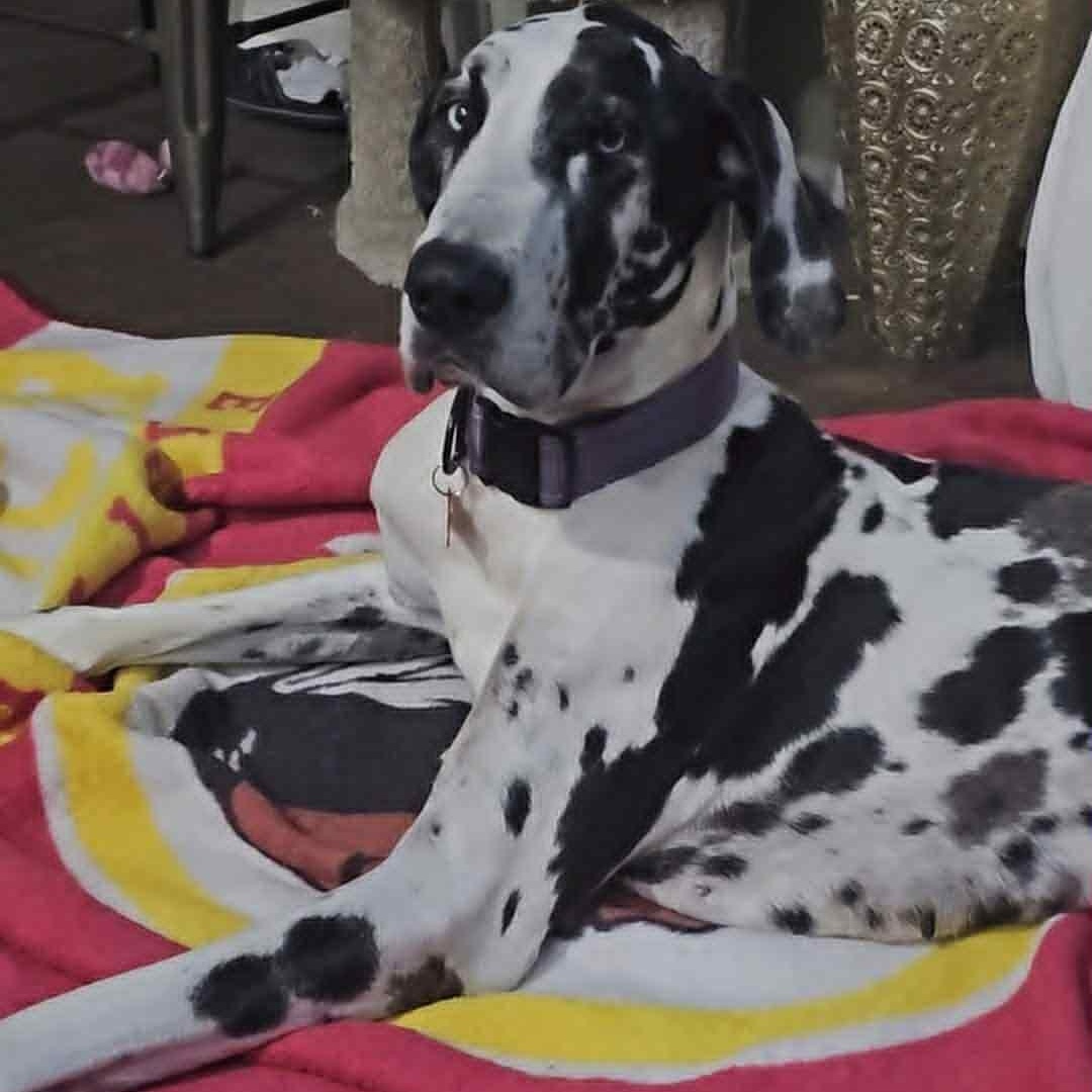 Enlarge Catalina, an adopted Great Dane in Mesa, AZ image 3/5