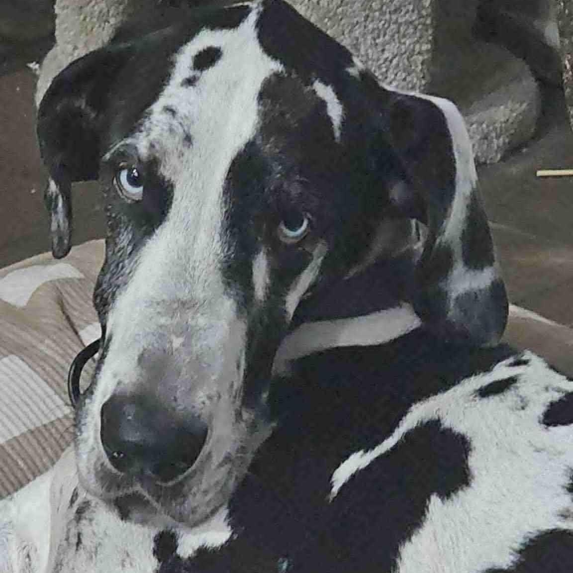 Enlarge Catalina, an adopted Great Dane in Mesa, AZ image 1/5