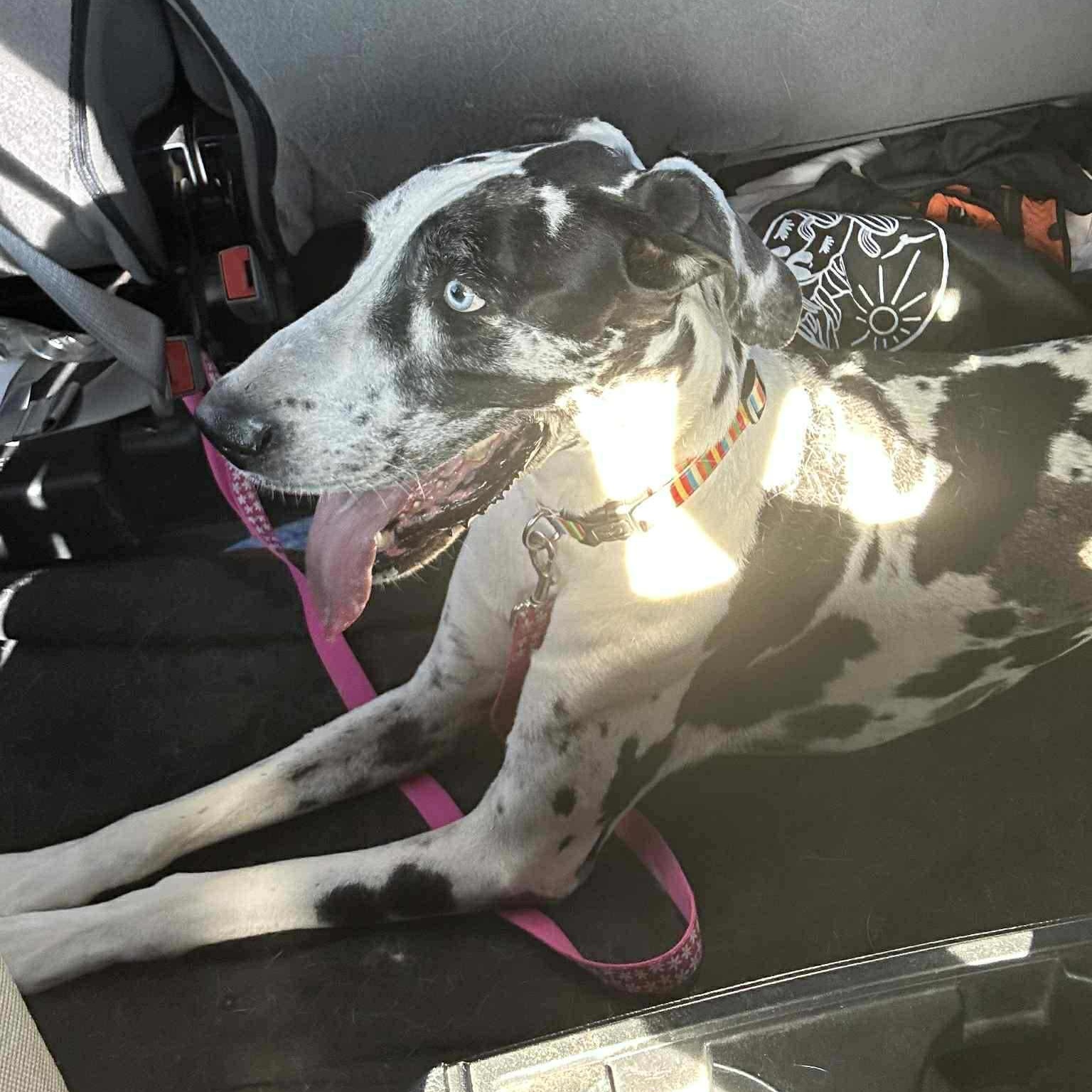 Enlarge Catalina, an adopted Great Dane in Mesa, AZ image 5/5