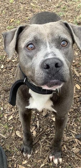 Enlarge DORIAN, a Adoptable mixed breed in San Antonio, TX image 1/1