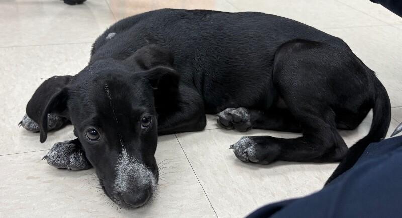 Enlarge Fig, a Adoptable mixed breed in Katy, TX image 1/3