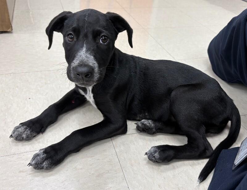 Enlarge Fig, a Adoptable mixed breed in Katy, TX image 2/3