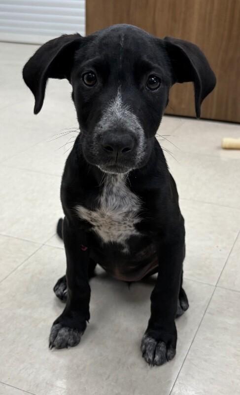 Enlarge Fig, a Adoptable mixed breed in Katy, TX image 3/3
