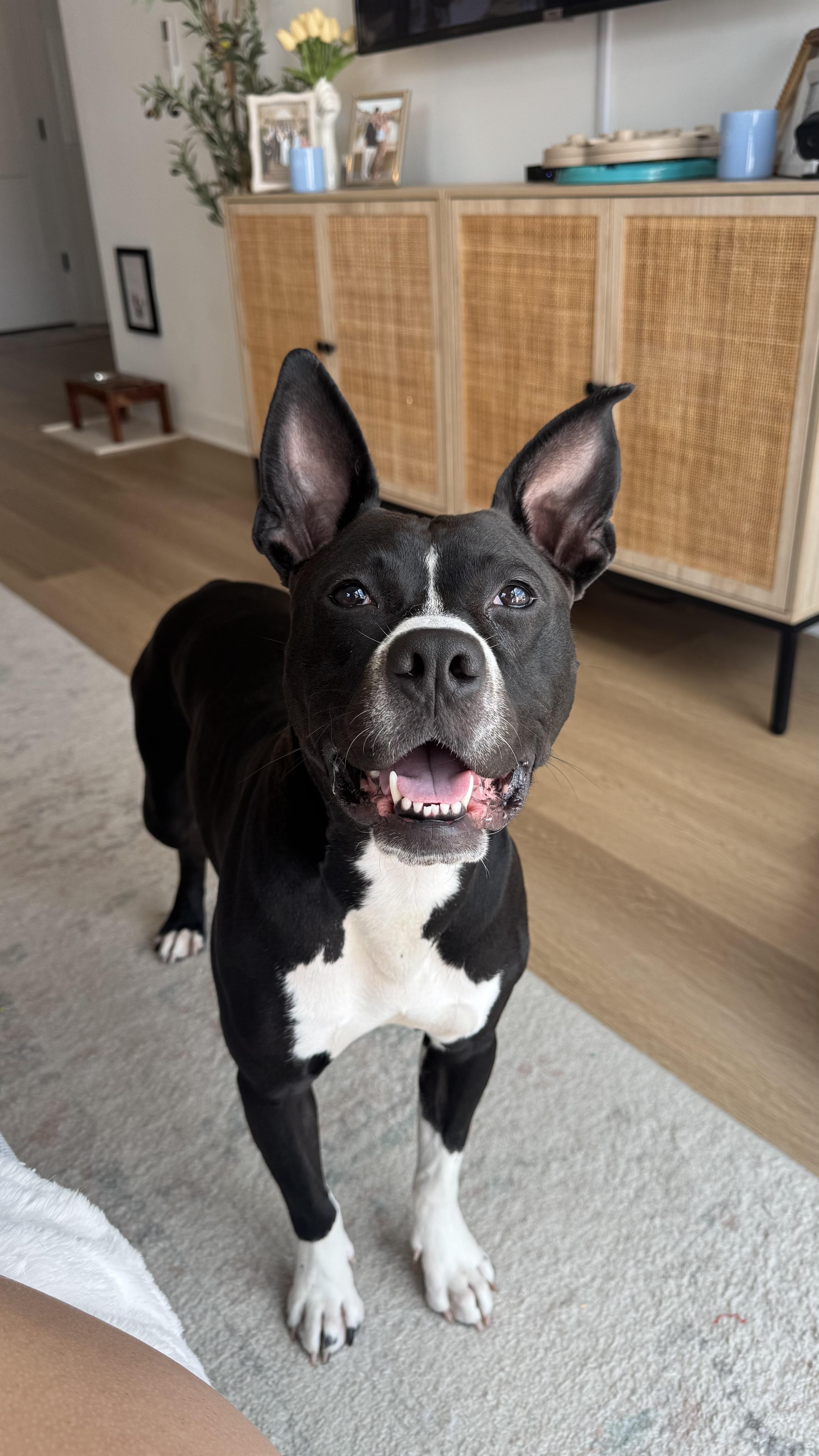 Enlarge Pria, a Adoptable Pit Bull Terrier in Wolcott, CT image 2/6