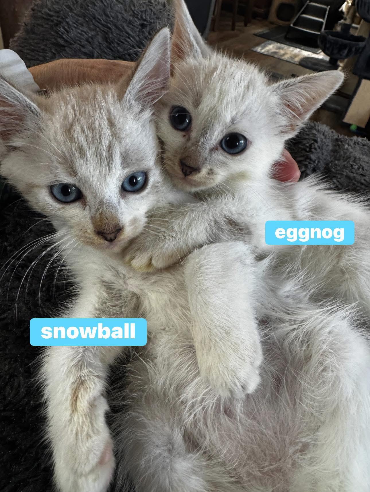Eggnog (right), adopted, Young Female Siamese.