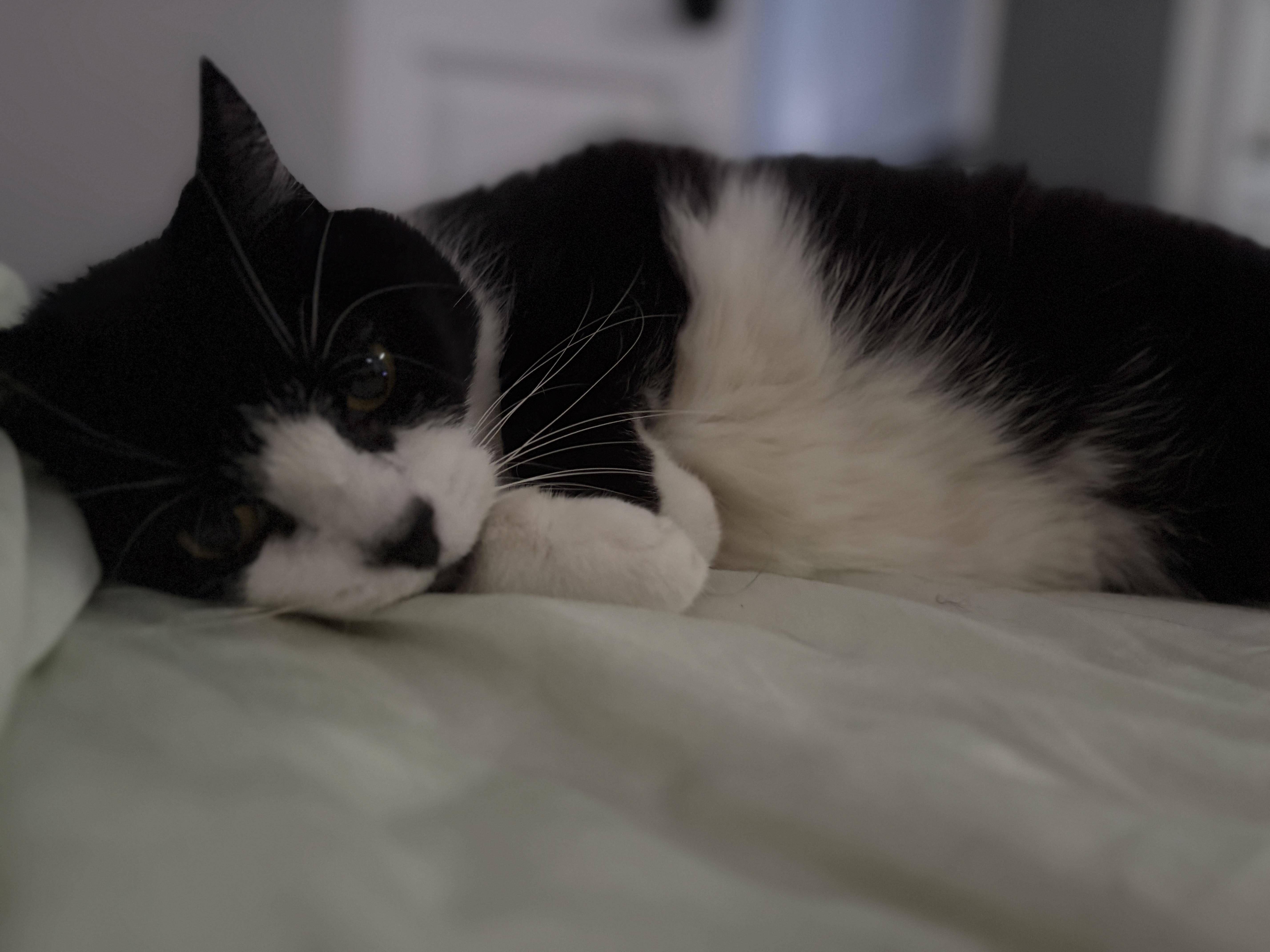 VICKI, a Adoptable Domestic Short Hair in Tillsonburg, ON image 5/6