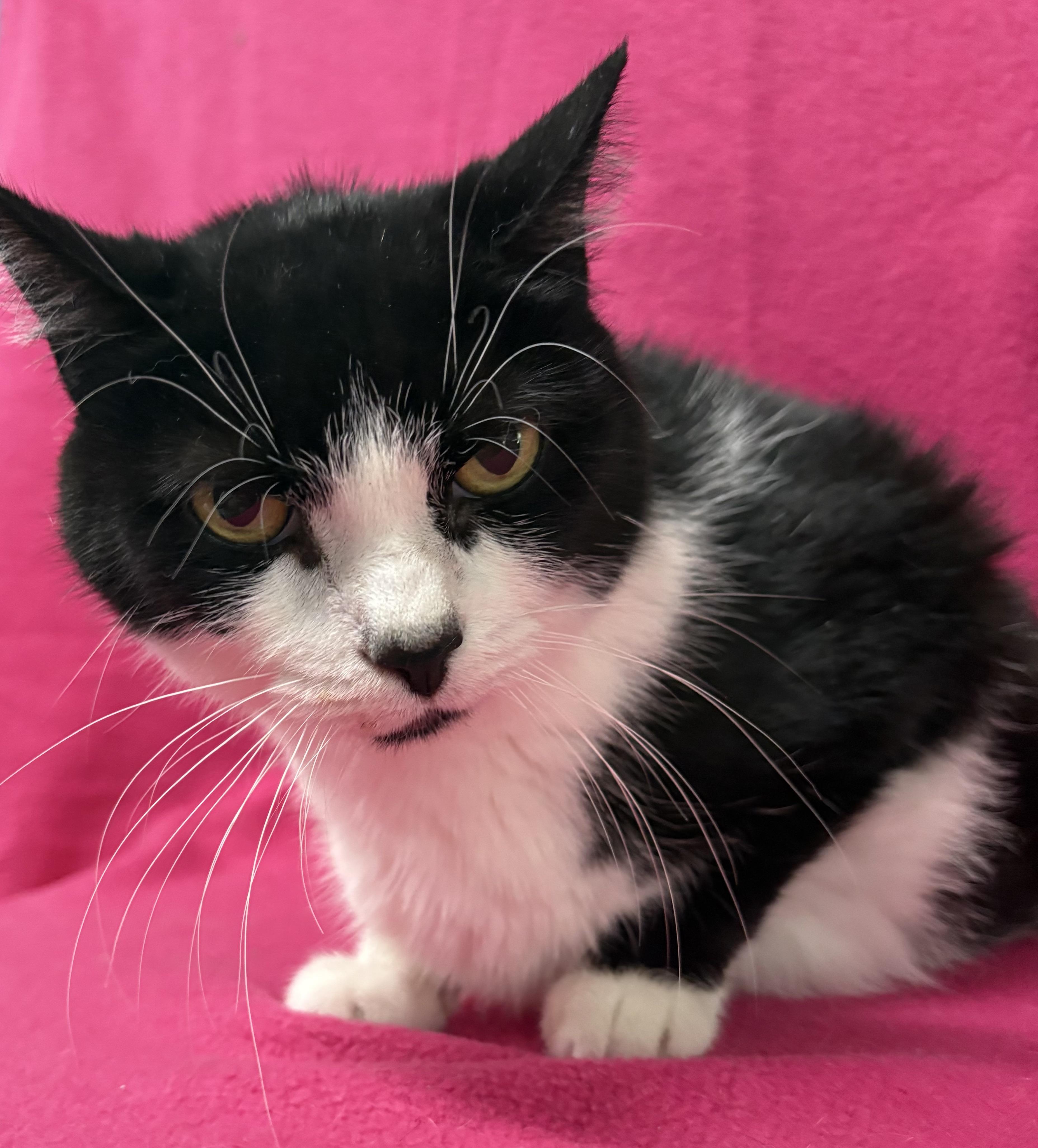 VICKI, a Adoptable Domestic Short Hair in Tillsonburg, ON image 5/6
