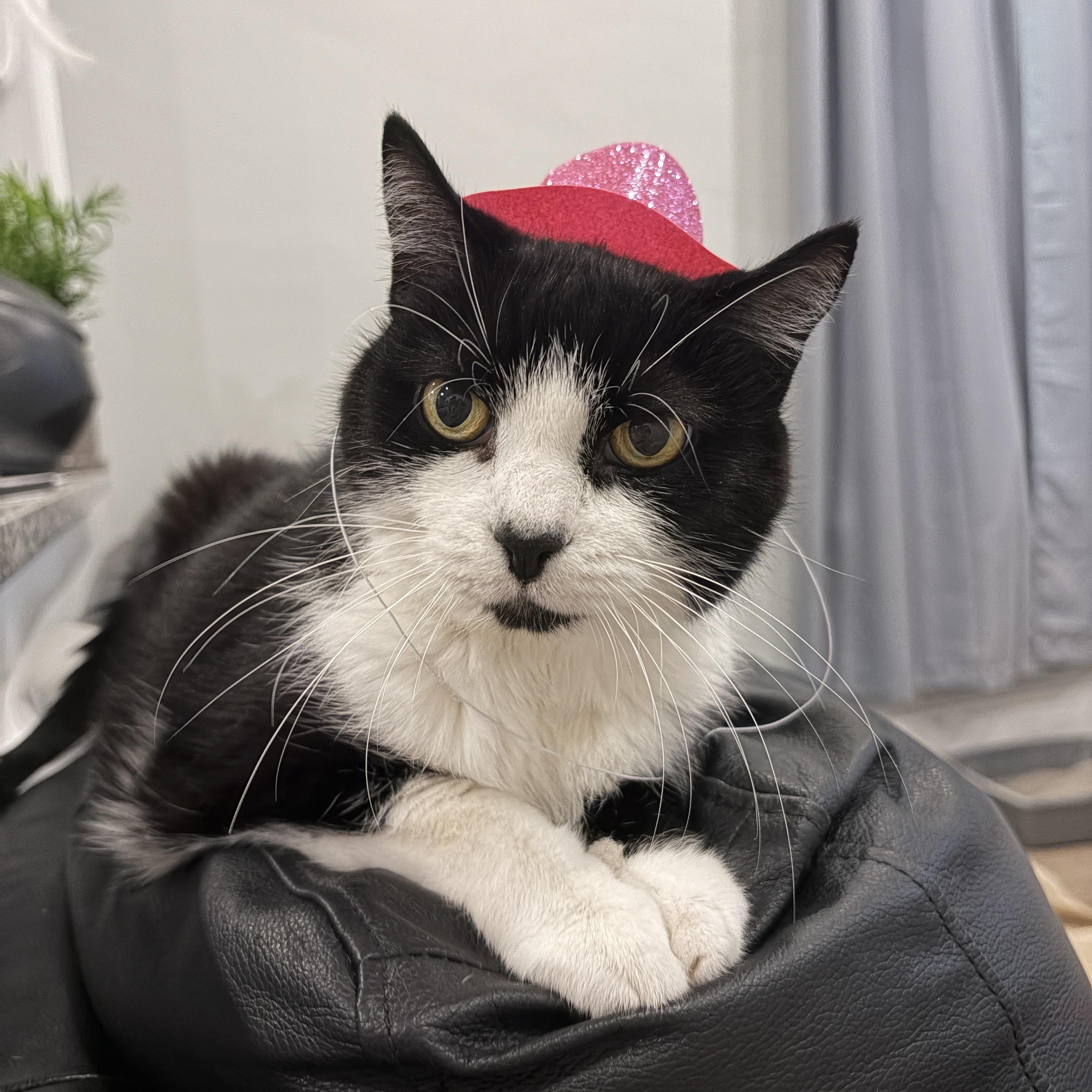 VICKI, Adoptable, Senior Female Domestic Short Hair.