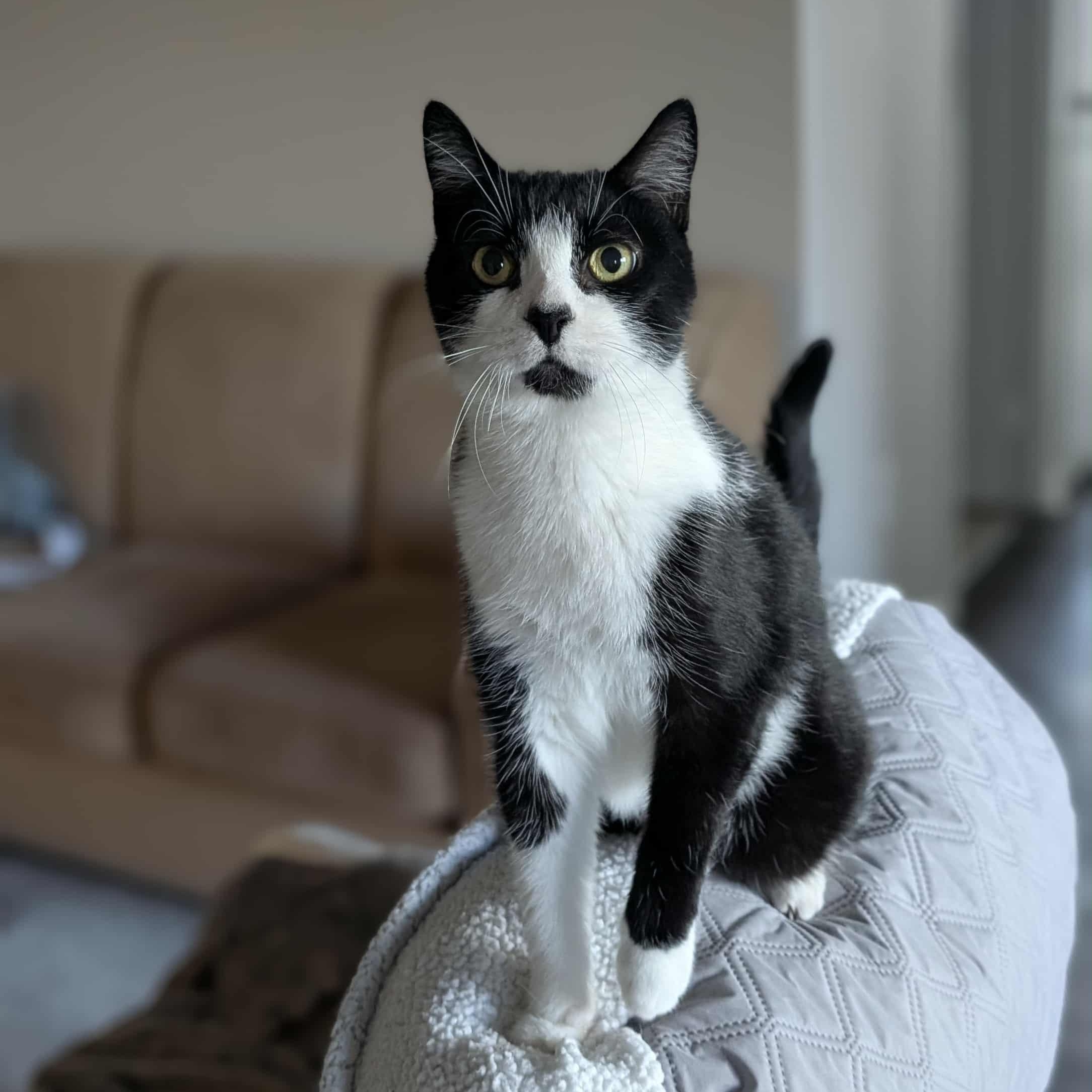VICKI, a Adoptable Domestic Short Hair in Tillsonburg, ON image 2/6