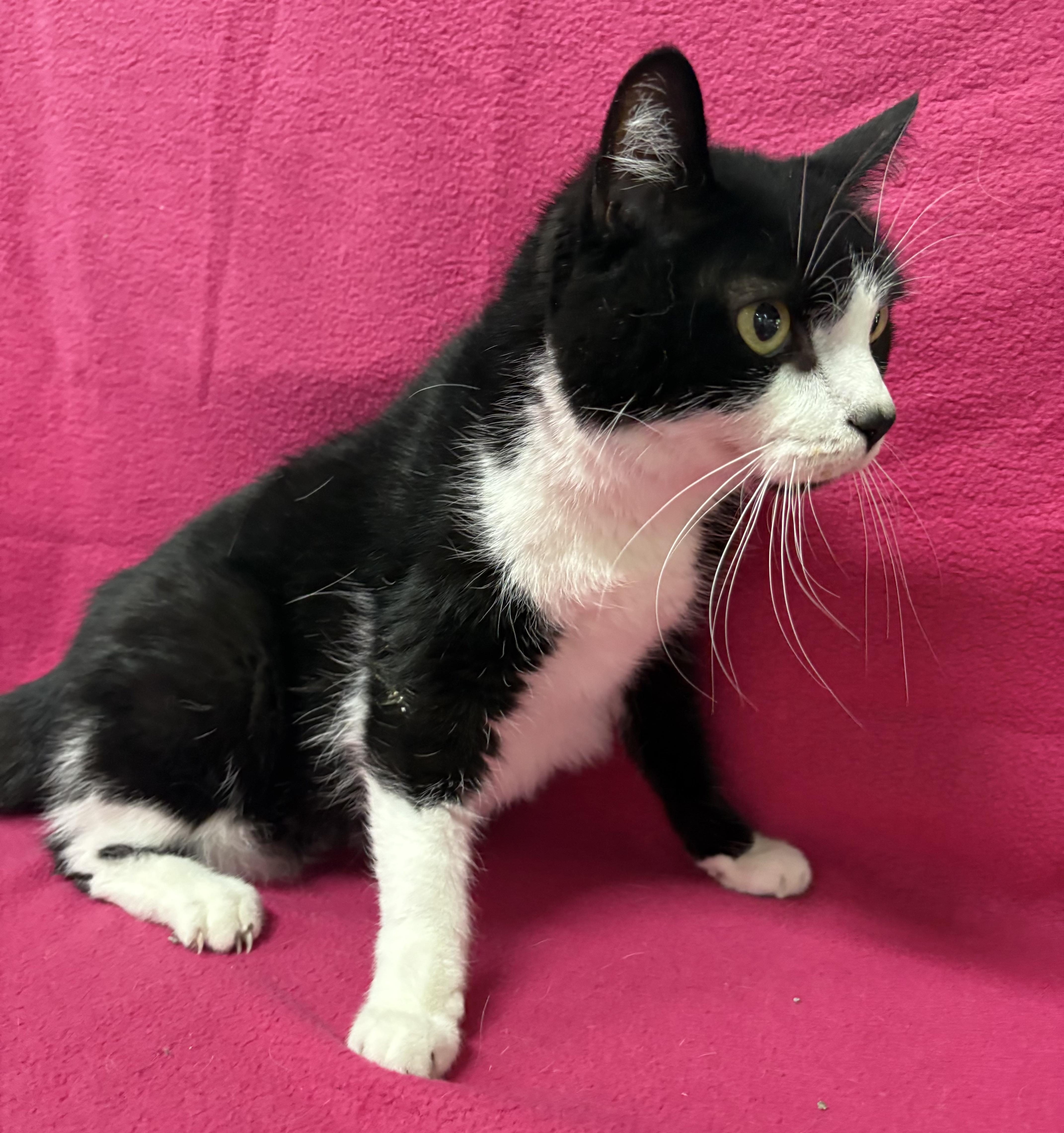 VICKI, a Adoptable Domestic Short Hair in Tillsonburg, ON image 6/6