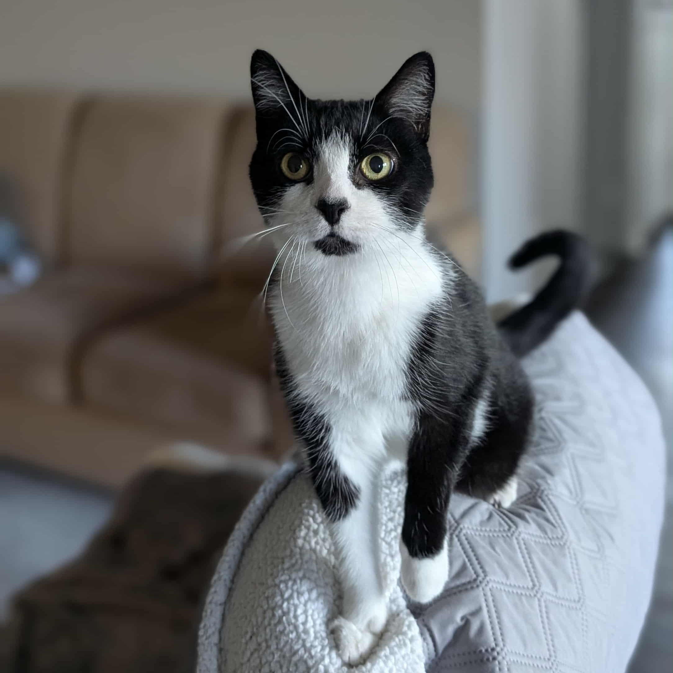 VICKI, a Adoptable Domestic Short Hair in Tillsonburg, ON image 1/6