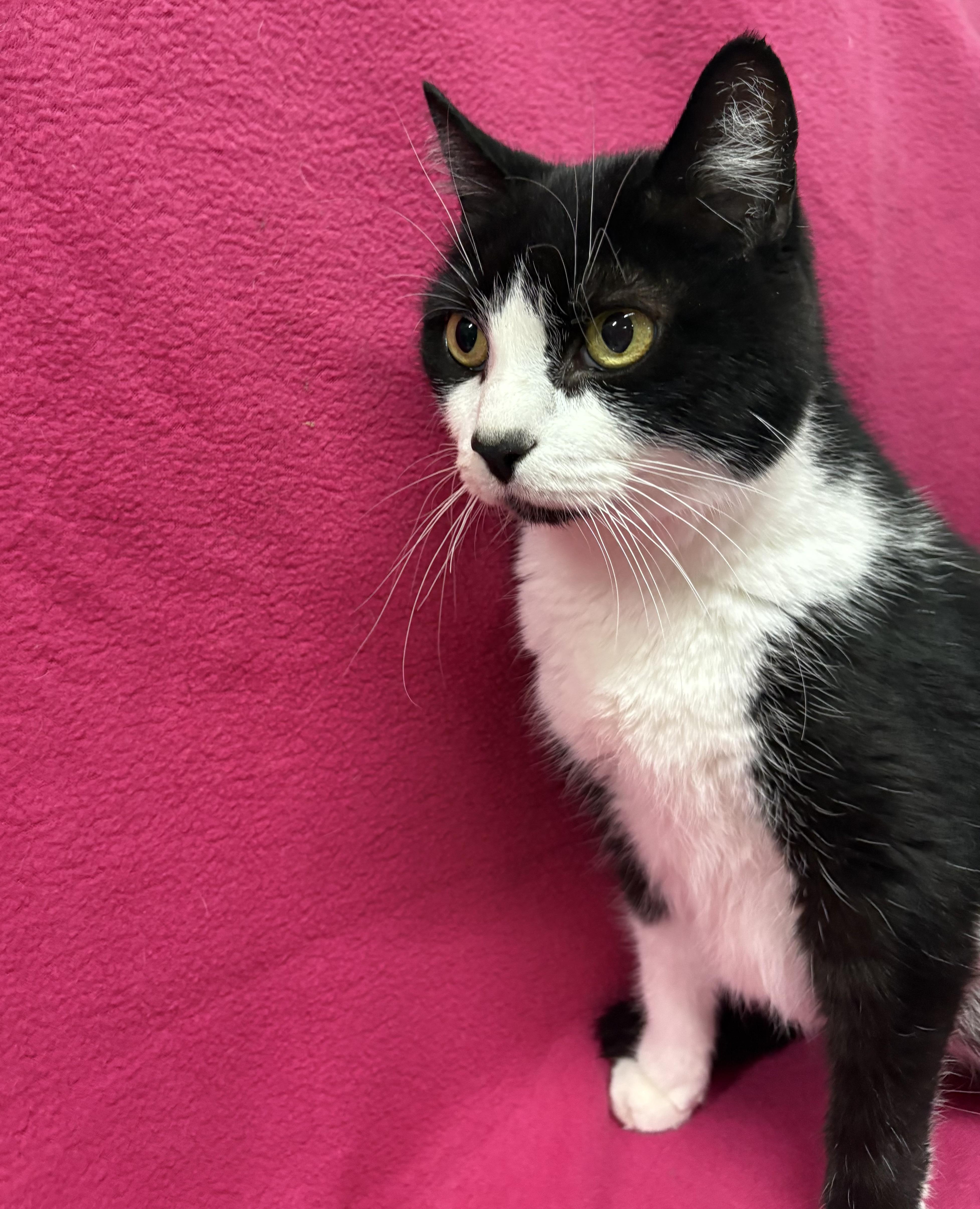 VICKI, a Adoptable Domestic Short Hair in Tillsonburg, ON image 4/6