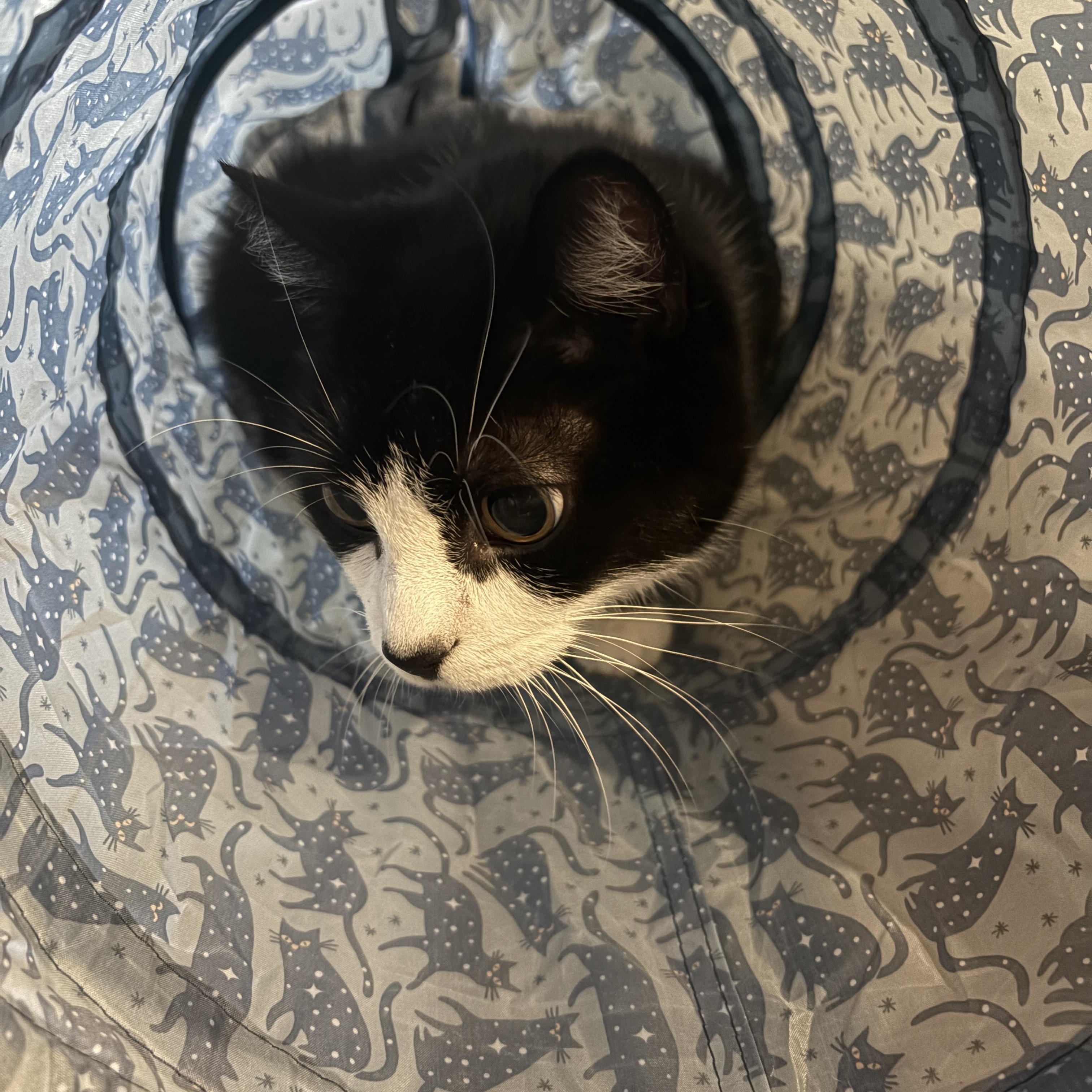 VICKI, a Adoptable Domestic Short Hair in Tillsonburg, ON image 6/6