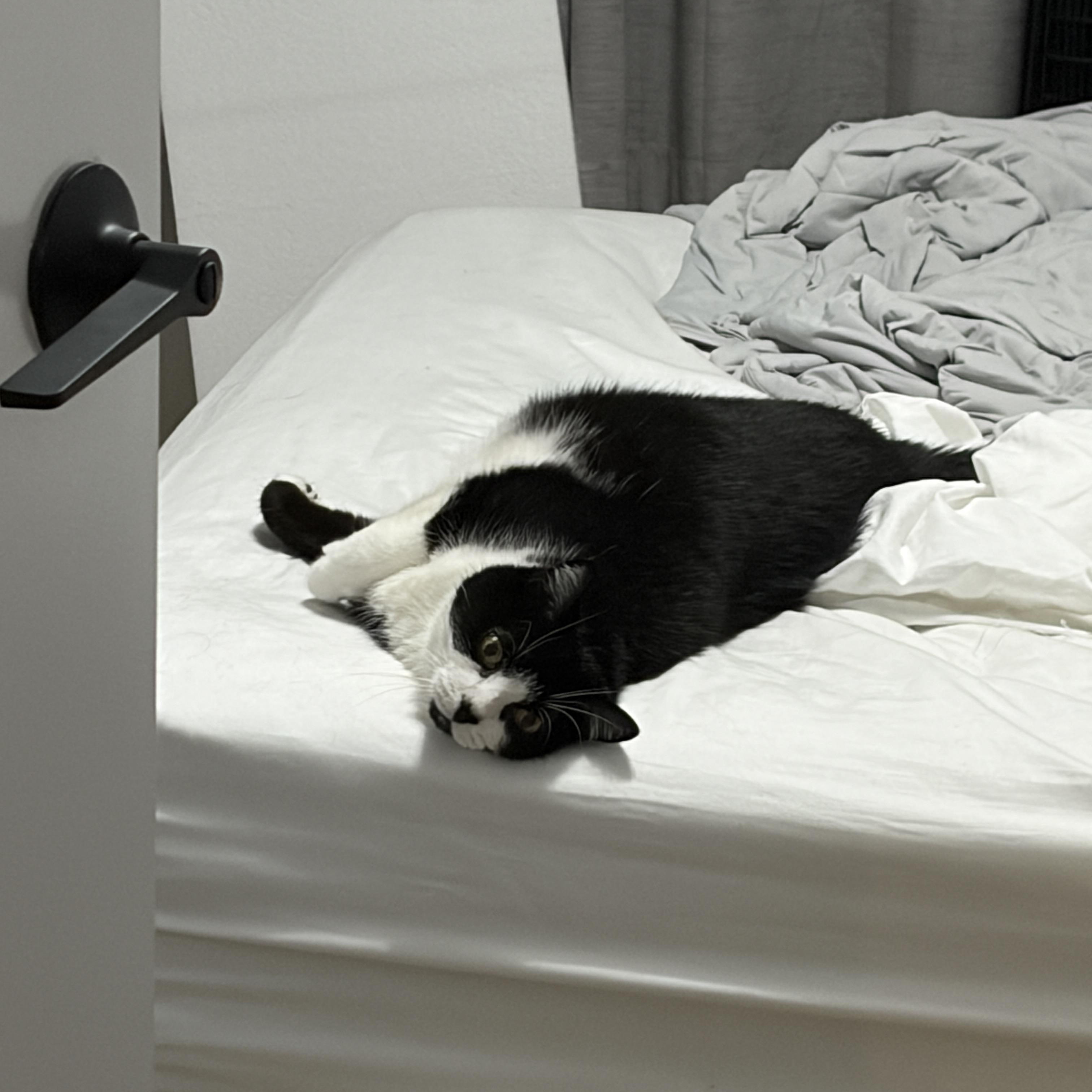 VICKI, a Adoptable Domestic Short Hair in Tillsonburg, ON image 4/6