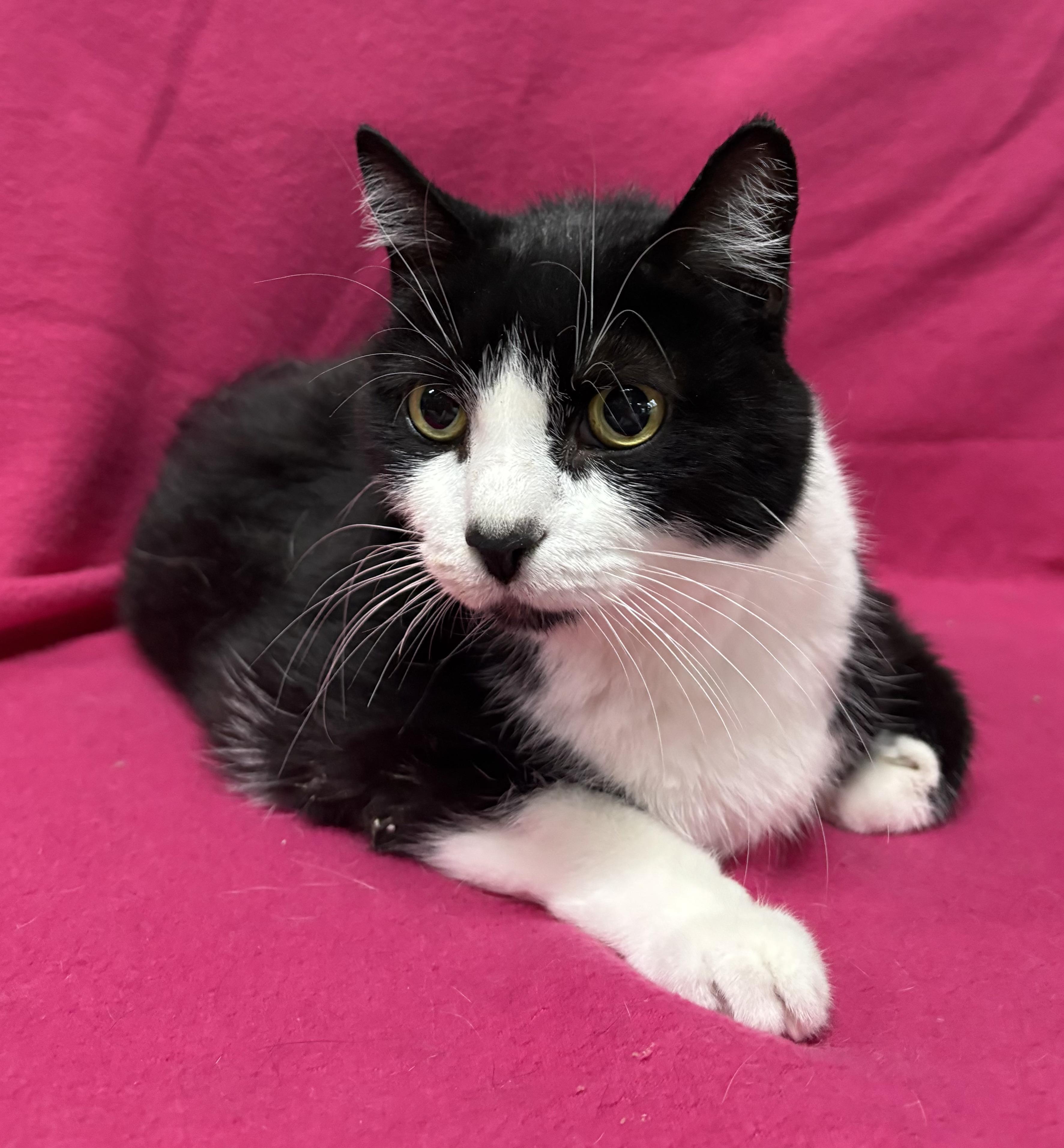 VICKI, a Adoptable Domestic Short Hair in Tillsonburg, ON image 3/6