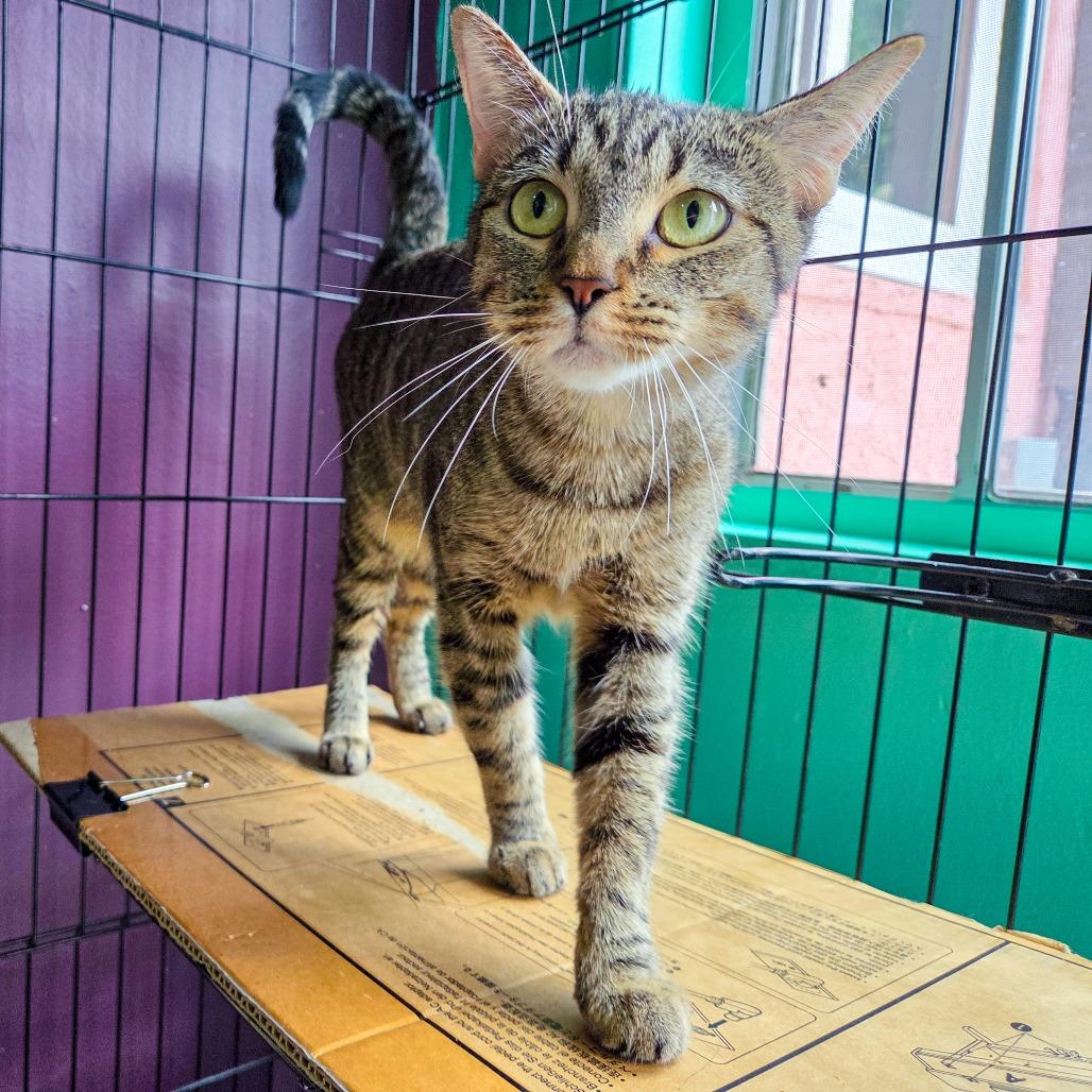 Enlarge Elixir, a Adoptable Domestic Short Hair in San Diego, CA image 1/3