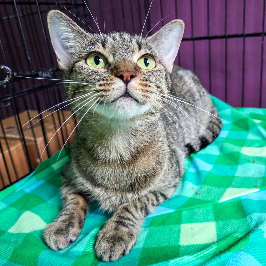 Enlarge Elixir, a Adoptable Domestic Short Hair in San Diego, CA image 2/3