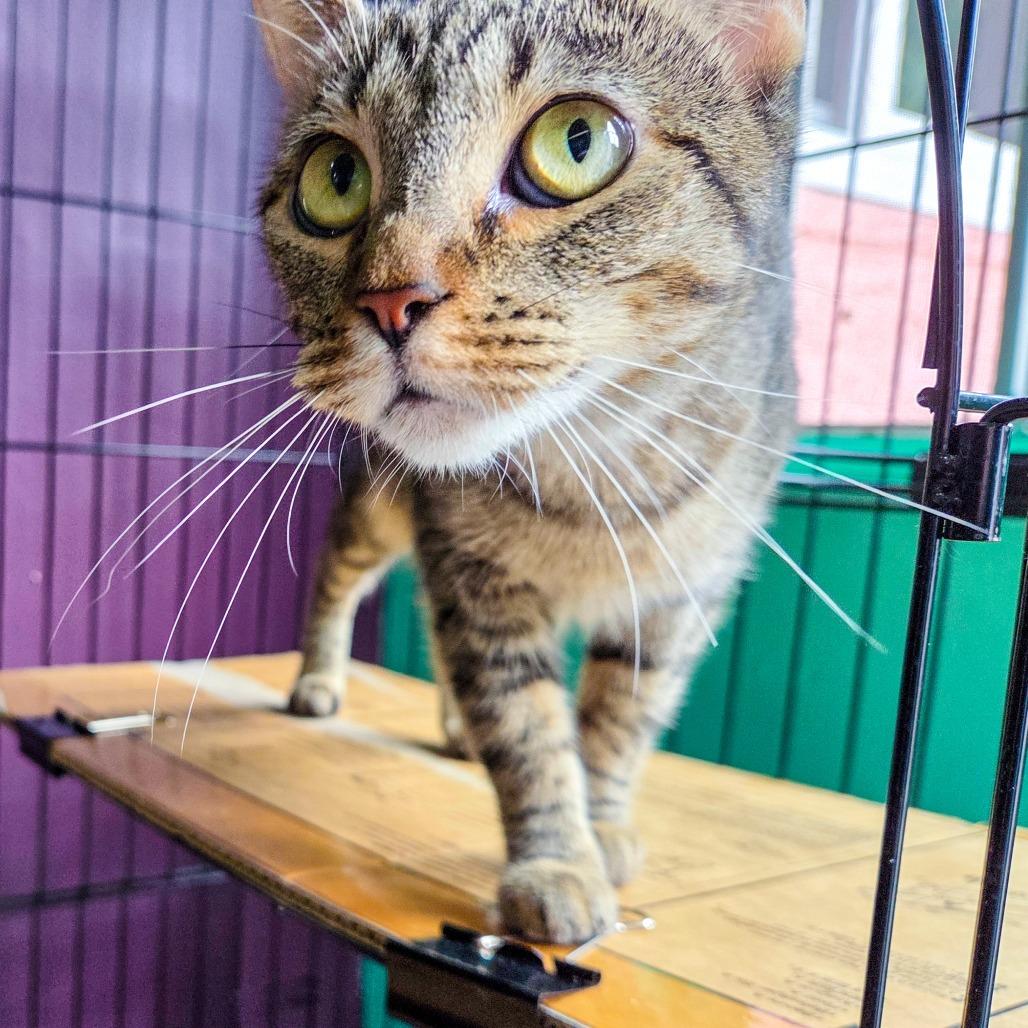 Enlarge Elixir, a Adoptable Domestic Short Hair in San Diego, CA image 3/3