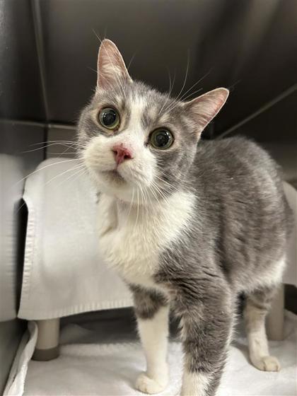 Enlarge Gaston, a Adoptable mixed breed in Montreal, QC image 1/3
