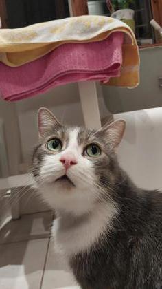 Enlarge Gaston, a Adoptable mixed breed in Montreal, QC image 2/3