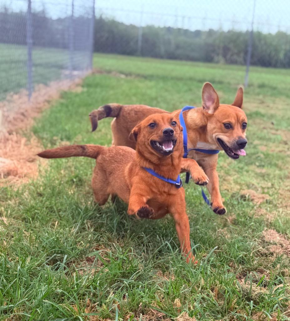 Zag, Adoptable, Puppy Male Terrier.