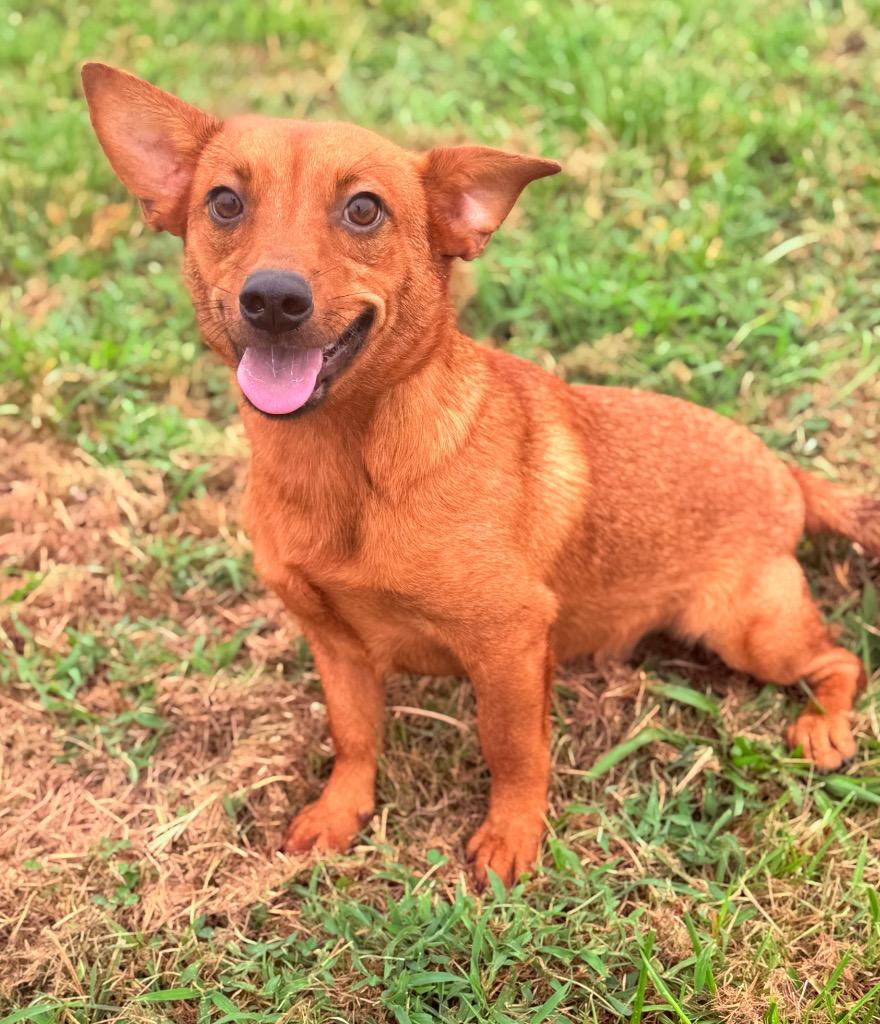Zag, a Adoptable mixed breed in Hopkinsville, KY image 3/6