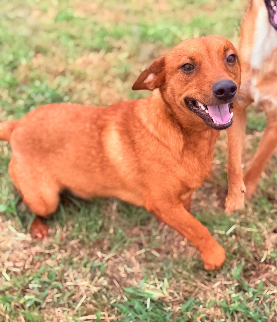 Zag, a Adoptable mixed breed in Hopkinsville, KY image 4/6