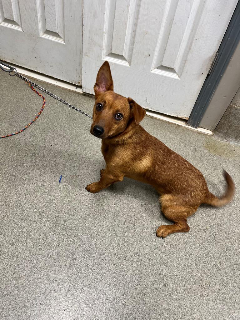 Zag, a Adoptable mixed breed in Hopkinsville, KY image 5/6