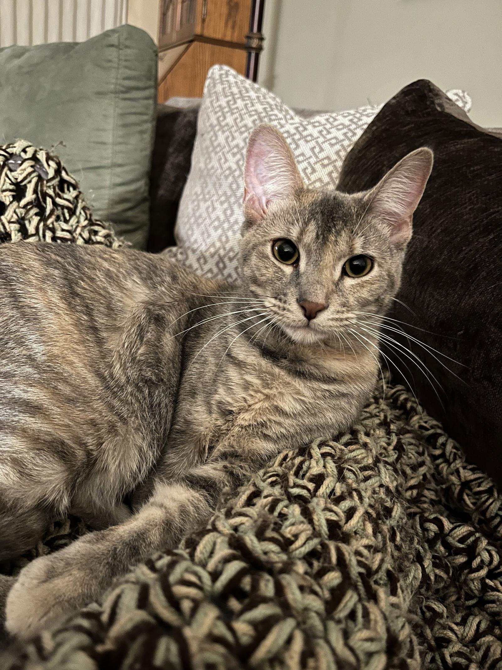 Barbie, a Adoptable Domestic Short Hair in Eureka, MO image 2/6