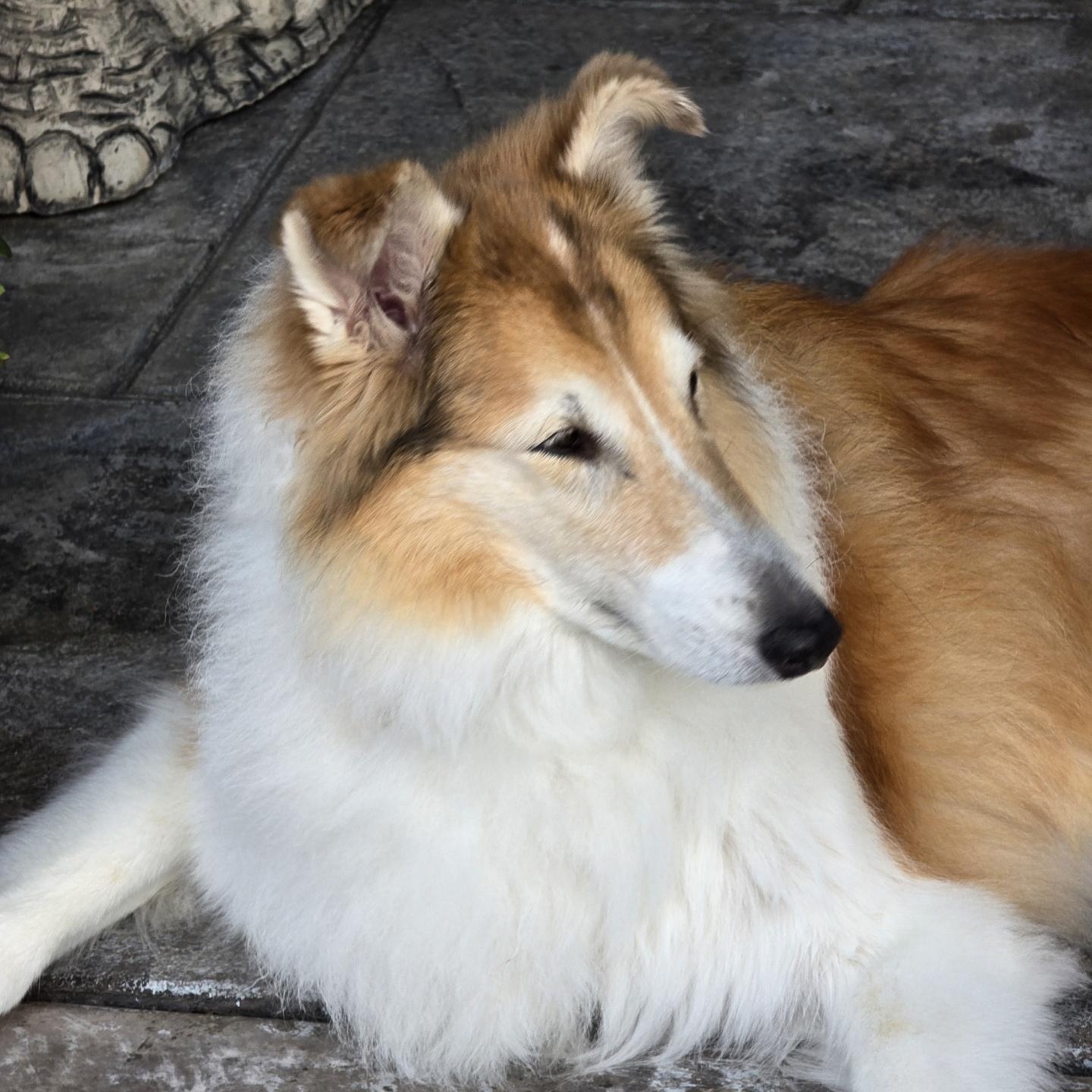 Sage, a Adoptable Collie in Riverside, CA image 1/5