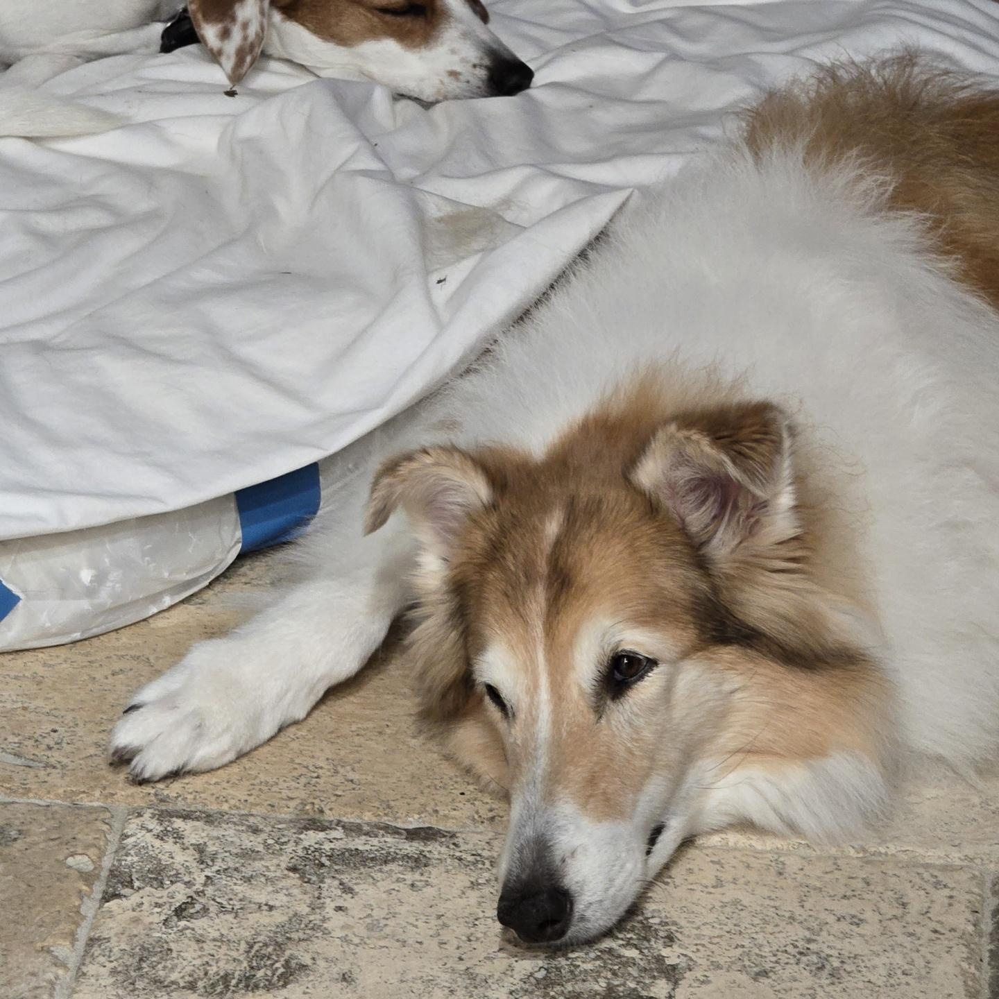 Sage, a Adoptable Collie in Riverside, CA image 2/5