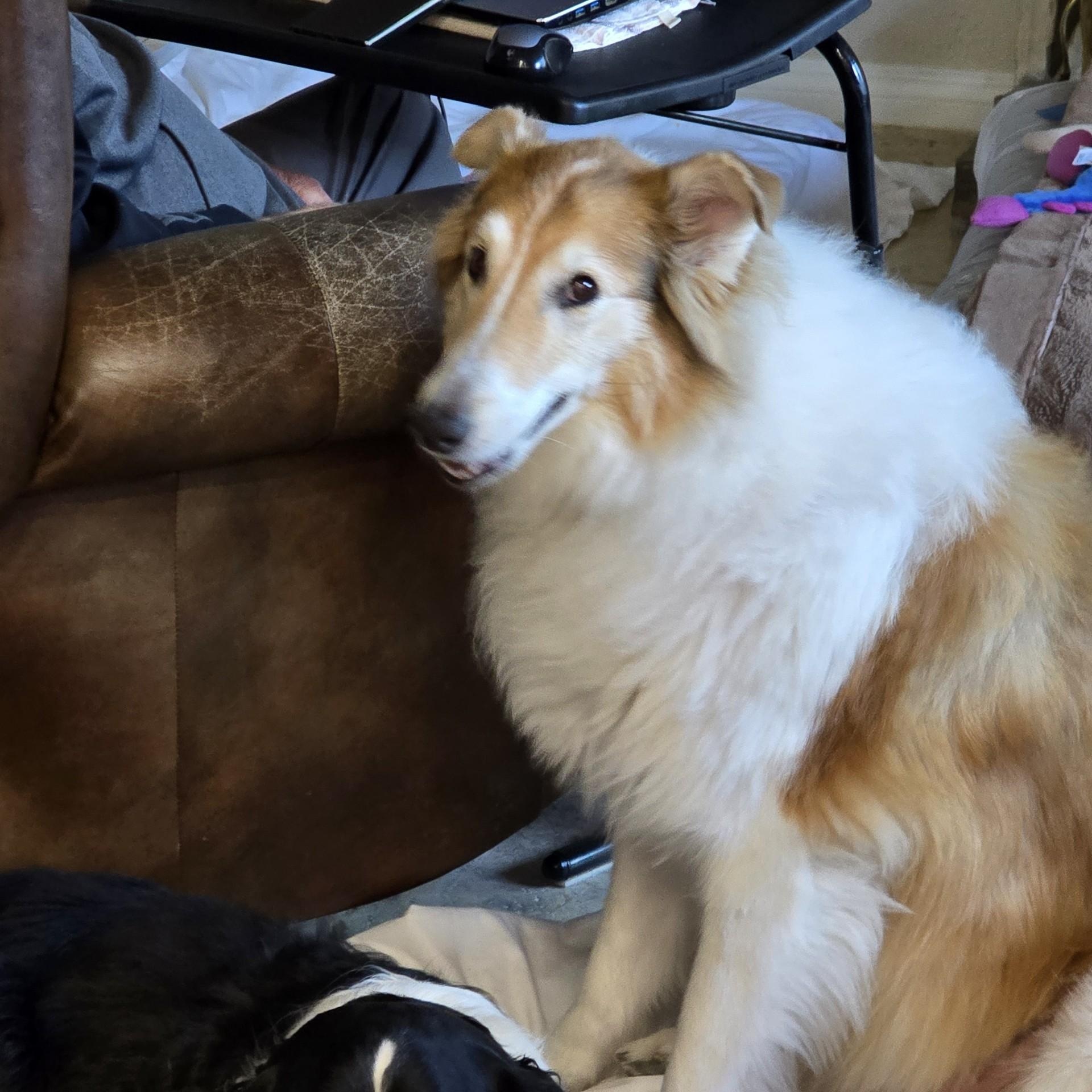 Sage, a Adoptable Collie in Riverside, CA image 3/5