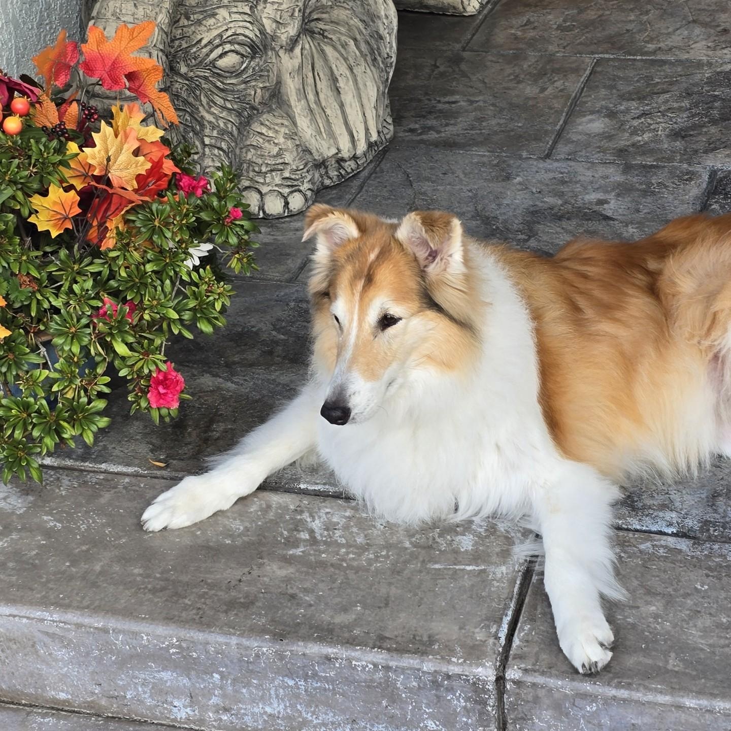 Sage, a Adoptable Collie in Riverside, CA image 4/5