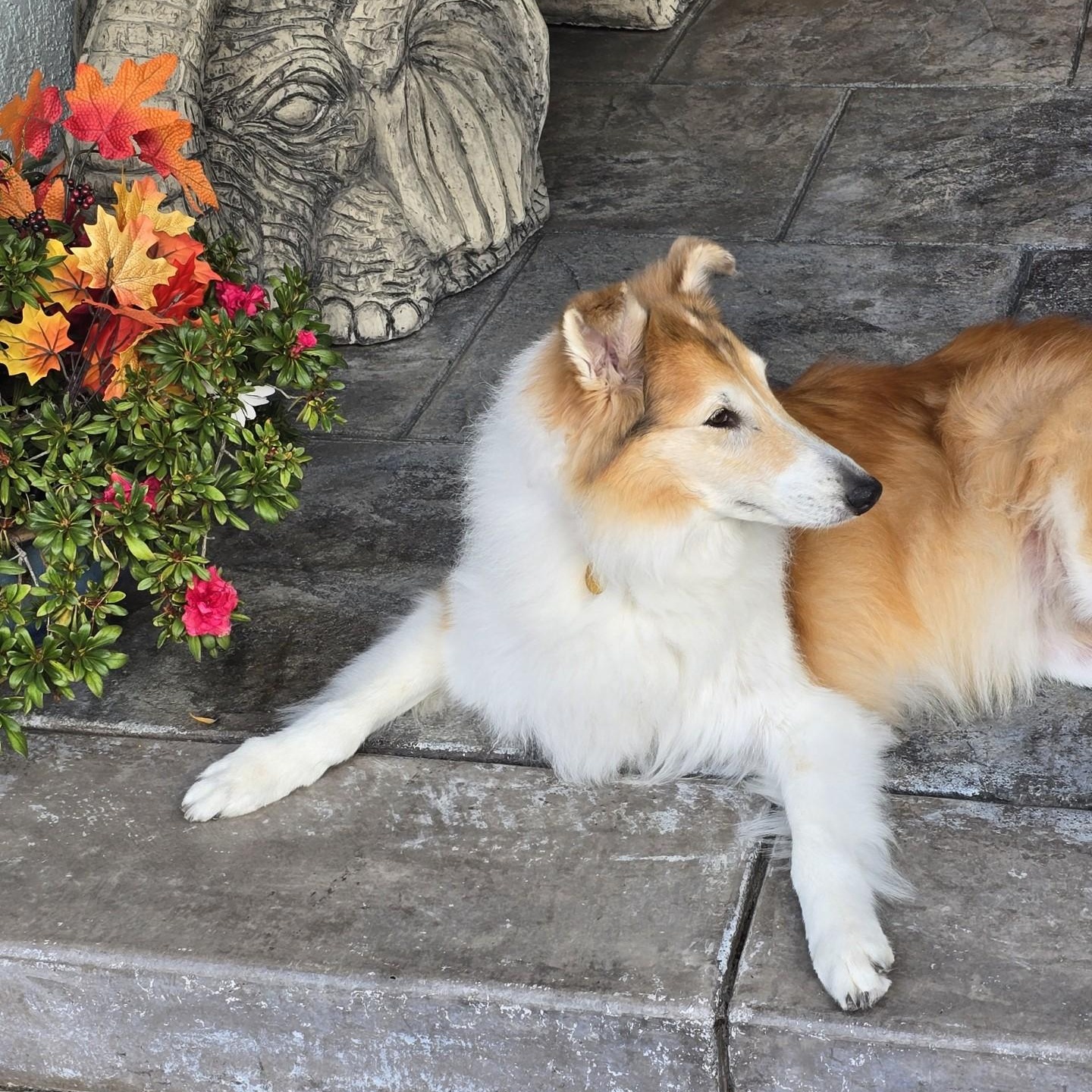Sage, a Adoptable Collie in Riverside, CA image 5/5