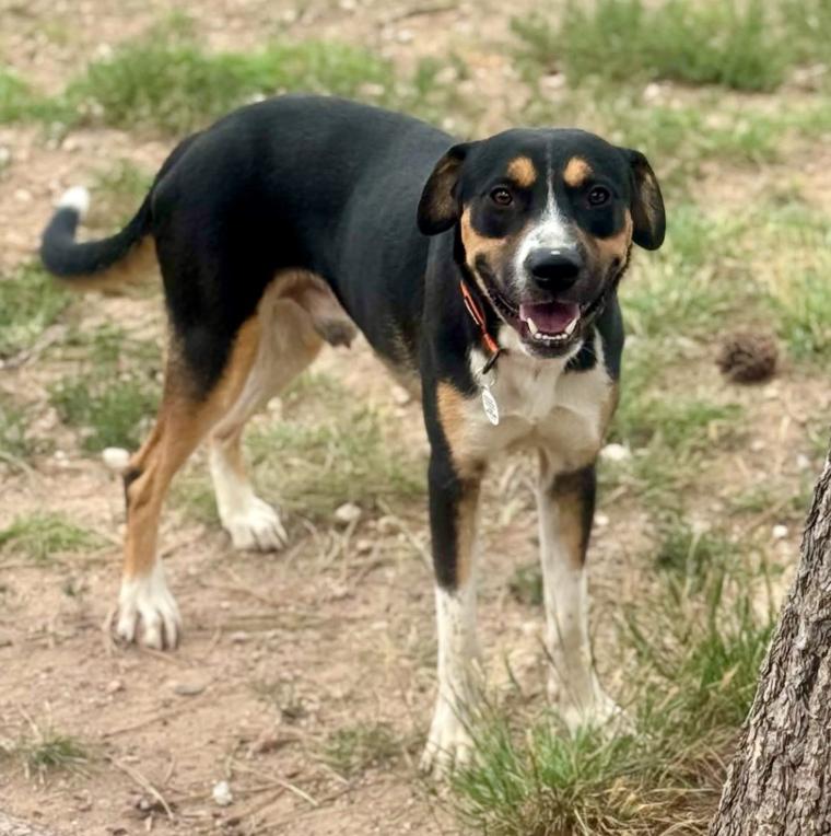 Enlarge Socks, a ADOPTABLE mixed breed in Mead, CO image 1/1